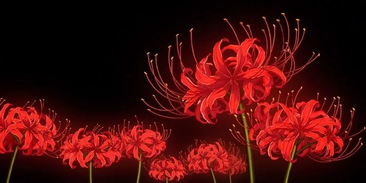 Red Spider Lily